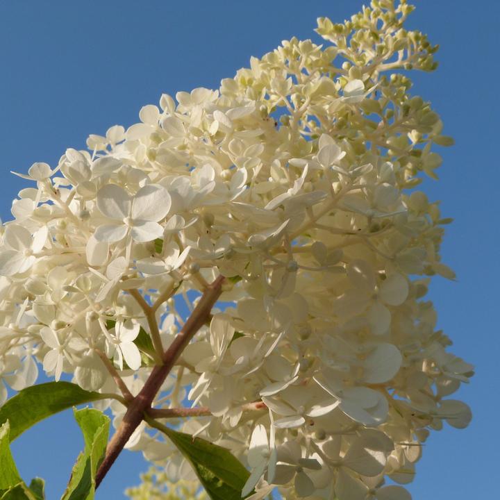 Image du produit Plant in a Box Hortensia Paniculata 'Pink Lady', 'Phantom', 'Silver Dollar' - Set de 3 hortensias (25 cm)