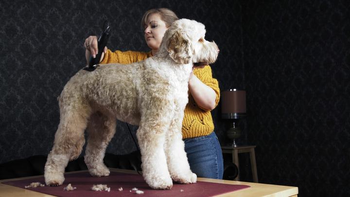 Produktbild Moser Max 50 (Hund, Katze)