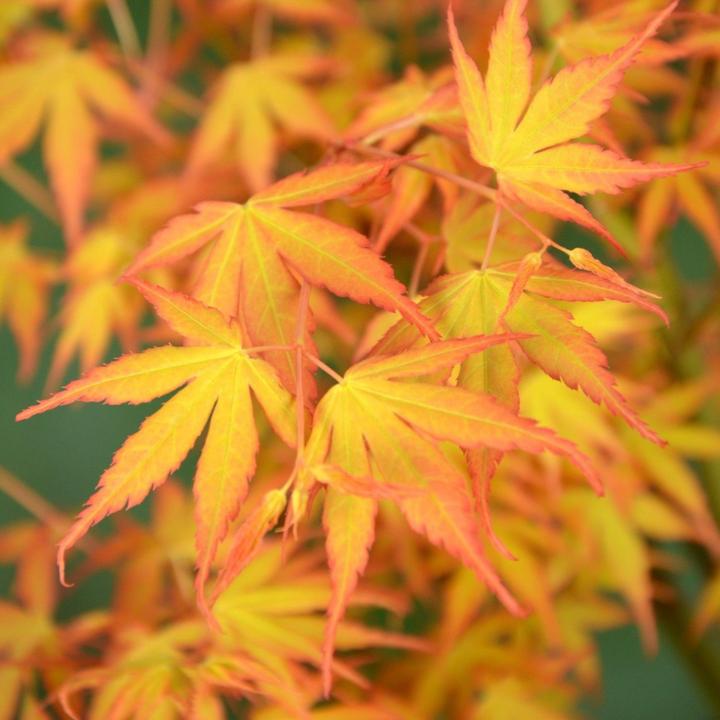Produktbild Plant in a Box Acer palmatum 'Katsura' - Japanischer Ahorn (70 cm)