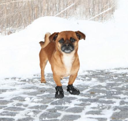 Actual product image Trixie Paw protector Walker Active Gr.L (L, Dog boots)