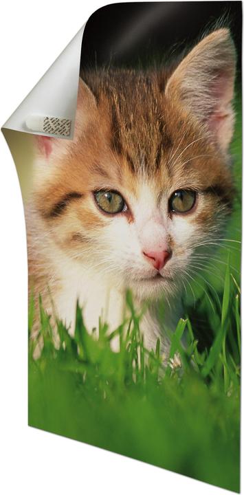 Immagine prodotto Command Strisce di poster (4.40 kg)
