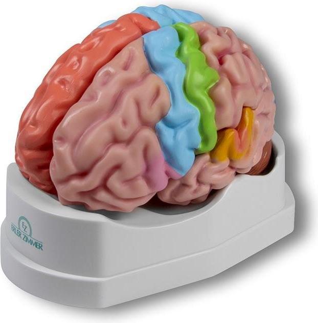 Produktbild Erler Zimmer Anatomie-Modell Gehirn