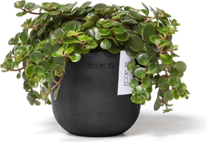 Actual product image Ecopots Oslo Mini (16 cm)