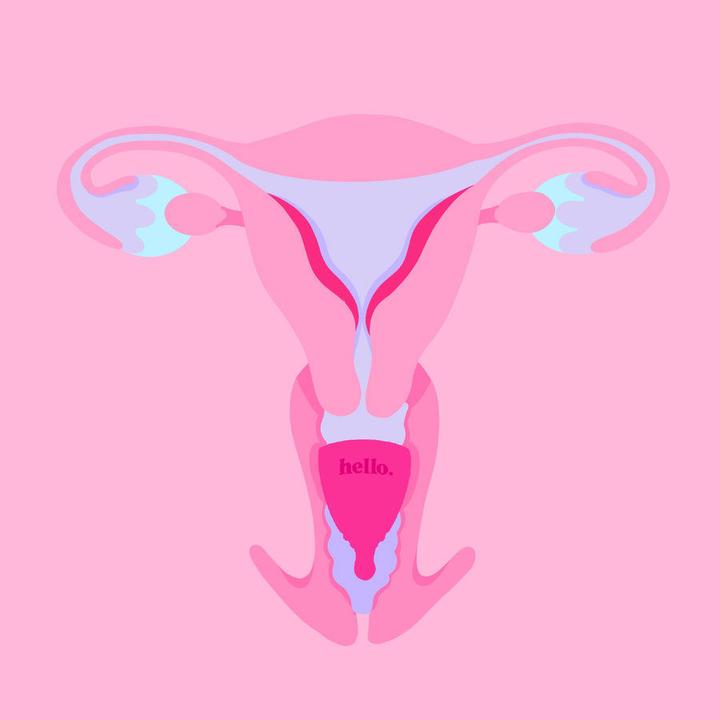 Produktbild Hello. Average Cervix (L)