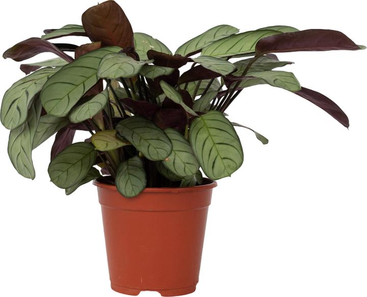 Immagine prodotto Plant in a Box Ctenanthe Burle-Marxii 'Amagris' - Korbmarante (25 cm)