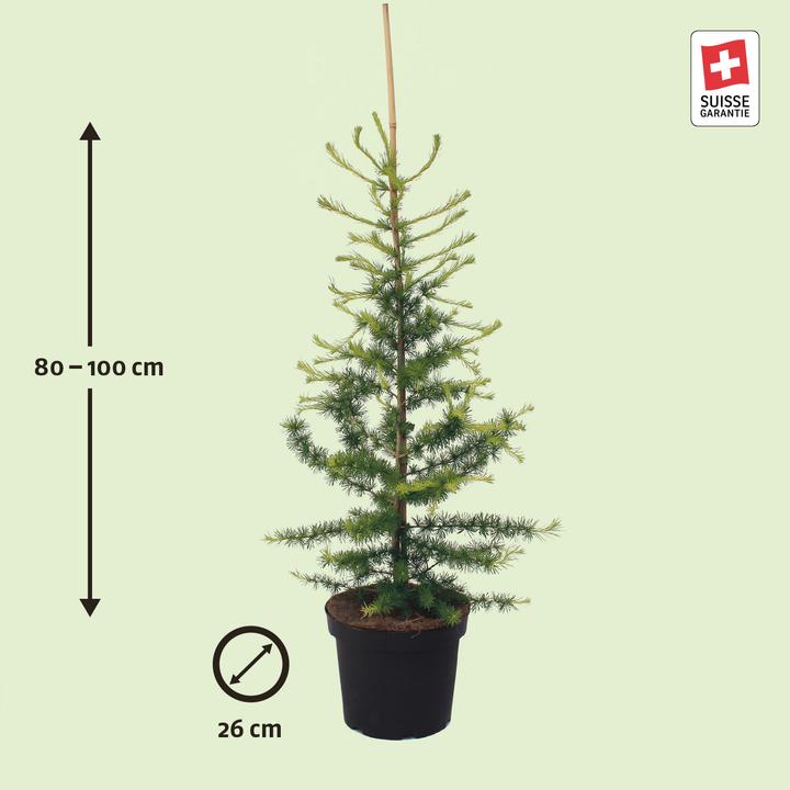 Produktbild Zulauf Lärche / Larix decidua (100 cm)