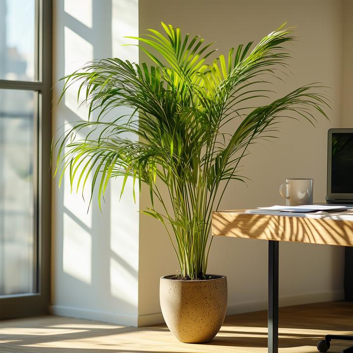 Immagine prodotto Plant in a Box Dypsis Lutescens - Palma da frutto d'oro Areca (100 cm)