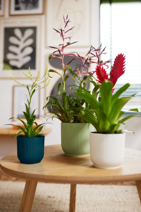 Image du produit Elho Vibes Fold (18.35 cm)