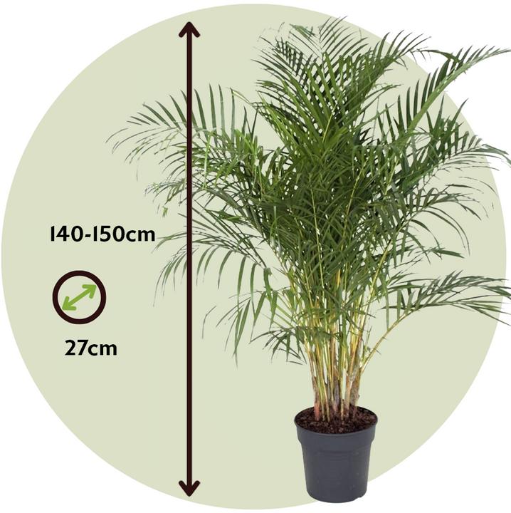 Actual product image Plant in a Box Dypsis Lutescens - Areca golden fruit palm (140 cm)