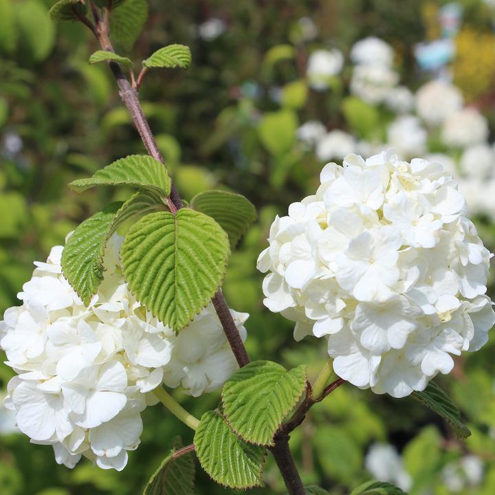 Produktbild Zulauf Japanischer Schneeball / Viburnum plic. 'Popcorn' (100 cm)