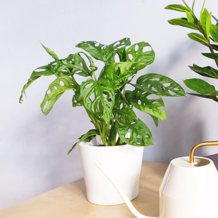 Immagine prodotto VEG and the City Jaco (Schiefes Fensterblatt - Monstera adansonii 'Monkey Leaf') (20 cm)