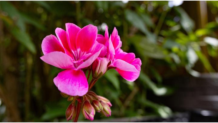 Actual product image Sigma 18-50mm f/2.8 DC DN Contemporary, Canon RF (Canon RF, APS-C / DX)