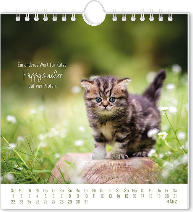 Immagine prodotto Postkartenkalender 2026 Auf leisen Pfot (16 x 17 cm, Tedesco)