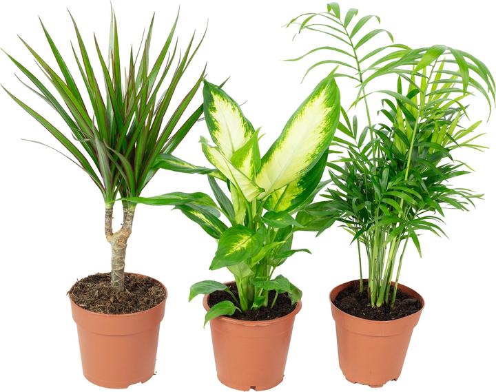 Actual product image Flowerbox Set of 3 indoor plants Chamaedorea, Dieffenbachie, Dracaena - pot-Ø 10-12 cm (30 cm)