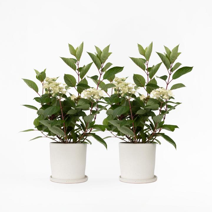 Image du produit Plant in a Box Hydrangea paniculata 'Early Harry' - Lot de 2 hortensias (25 cm)