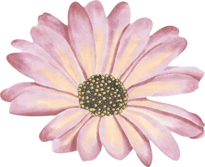 Produktbild Trenddeko Bornholmer Margeritenblüte rosé Watercolor (55 x 45 cm)