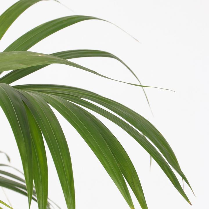 Immagine prodotto Plant in a Box Howea forsteriana - Palma della Kentia (130 cm)