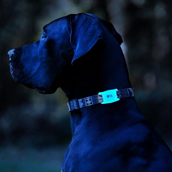 Actual product image Case-Mate AirTag Dog Collar Mount