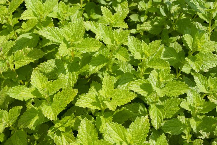 Produktbild Living Seeds Zitronenmelisse (Pflanzensamen)