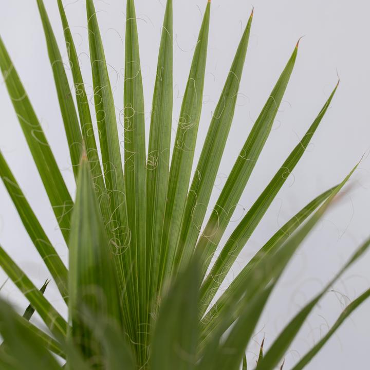 Immagine prodotto Plant in a Box Phoenix canariensis, Chamaerops Humilis, Washingtonia Robusta (50 cm)