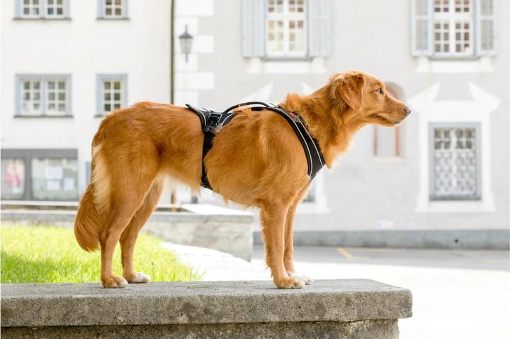 Image du produit Curli Harnais magnétique Belka Comfort (XS, Chien, Général)