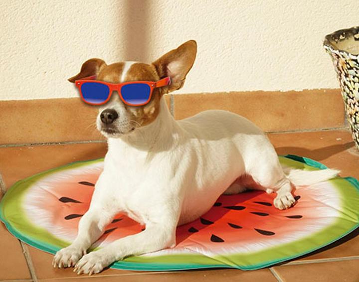 Immagine prodotto Starlyf Pet Cooling Mat (Cane)