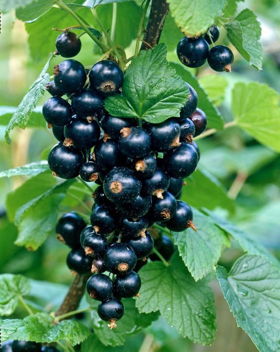 Immagine prodotto Ribes Kristin (80 cm)