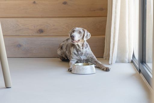 Actual product image Designed by Lotte Dog bowl Meis (0.70 l)