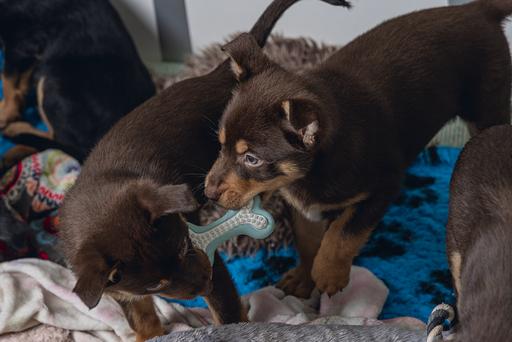 Image du produit Beeztees Os dentaire (Piscine pour chiens)