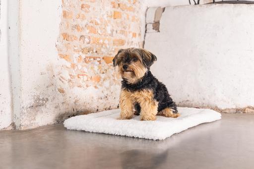 Produktbild Designed by Lotte Ligra (Hund)