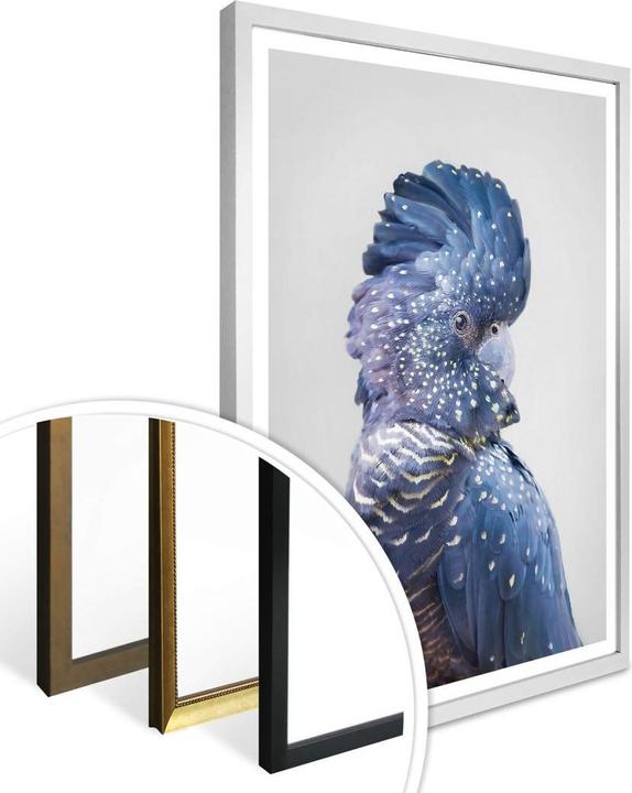 Actual product image Trenddeko Blue cockatoo (40 x 50 cm)