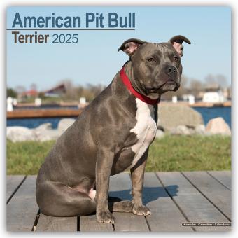 Produktbild Avonside Publishing Ltd:American Pit Bu (305 x 305 mm, Kein Einband, Deutsch)