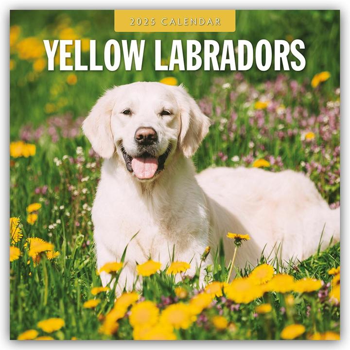 Produktbild Red Robin Publishing Ltd:Yellow Labrado (305 x 305 mm, Harter Einband, Deutsch)