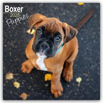 Image du produit Boxer Puppies - Boxer chiots 2025 - Calendrier 16 mois (305 x 305 mm, Allemand)