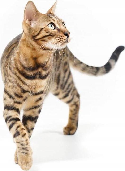 Immagine prodotto IMAC Zuma (Lettiera per gatti chiusa)