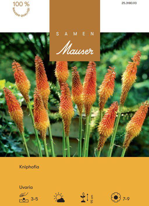 Samen Mauser Kniphofia Fackellilie (Blumensamen)