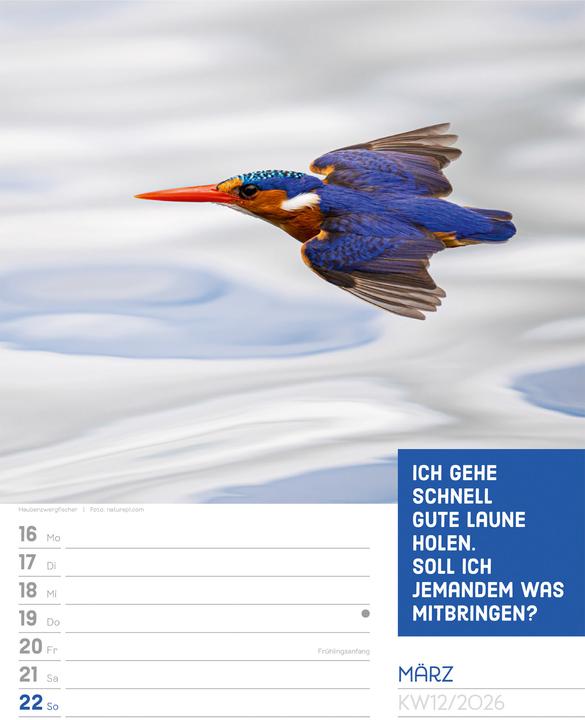 Immagine prodotto Tierisch! Sprüchekalender - Wochenplaner Kalender 2026 (25 x 33 cm, Tedesco)