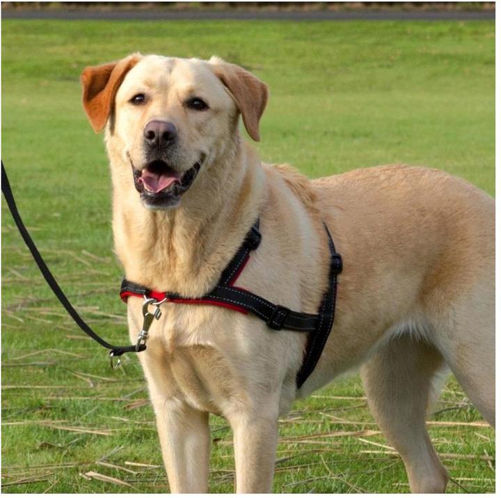 Produktbild Trixie Lead n Walk Ausbildungsgeschirr L-XL (L, XL, Hund, Allgemein)