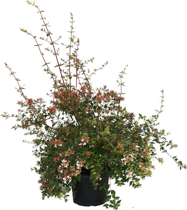 Actual product image Zulauf Grossblütige Abelie / Abelia x grandiflora (70 cm)
