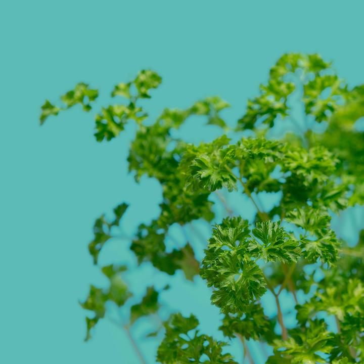 Image du produit Prêt à Pousser Persil frisé (Graines d'herbes aromatiques)
