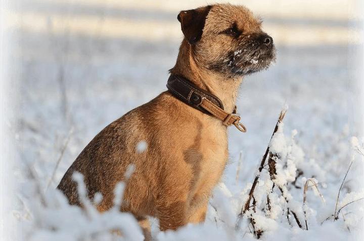 Produktbild Niggeloh Halsung Classic Loden (S, Hund, Allgemein)