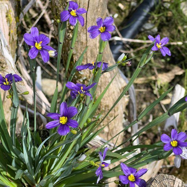Actual product image Säntispracht Set of 3, The evergreen rush lily - Sisyrinchium angustifolium Lucerne (20 cm)