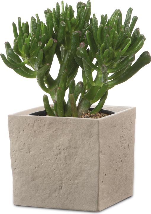 Produktbild Scheurich Blumentopf Taupe Stone 18 x 18 cm (18 cm)