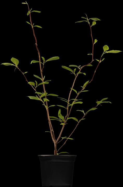 Actual product image Tulip magnolia (80 cm)