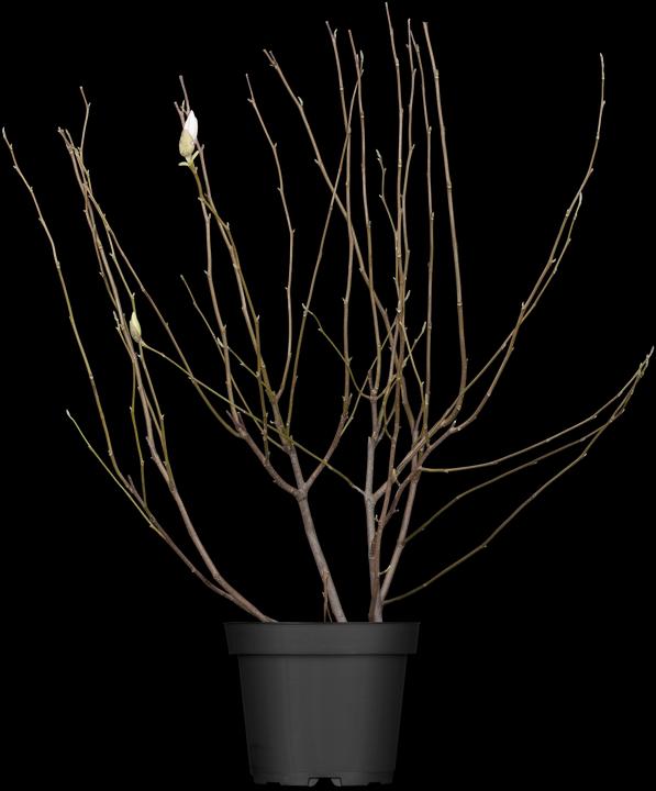 Actual product image Tulip magnolia (80 cm)
