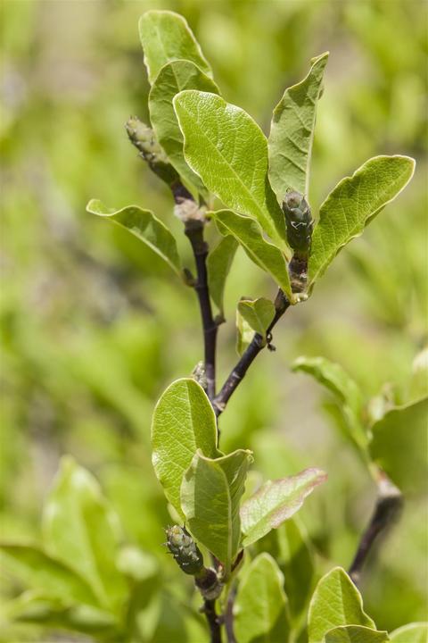 Actual product image Tulip magnolia (80 cm)