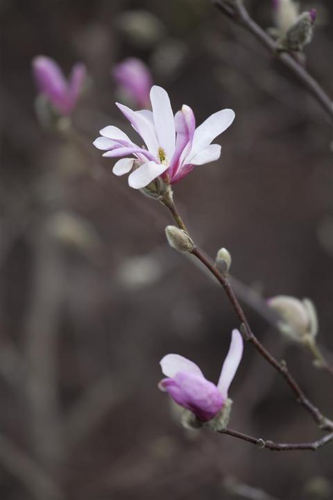 Actual product image Tulip magnolia (80 cm)