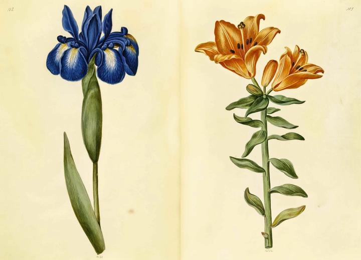 Produktbild Das Grüne Florilegium – The Green Florilegium (dt./engl.) (Deutsch, Hanne Kolind Poulsen, 2019)
