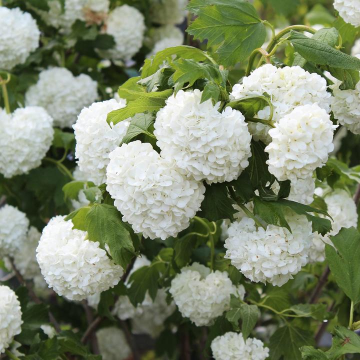 Produktbild Zulauf Gemeiner Schneeball / Viburnum opulus 'Roseum' (100 cm)