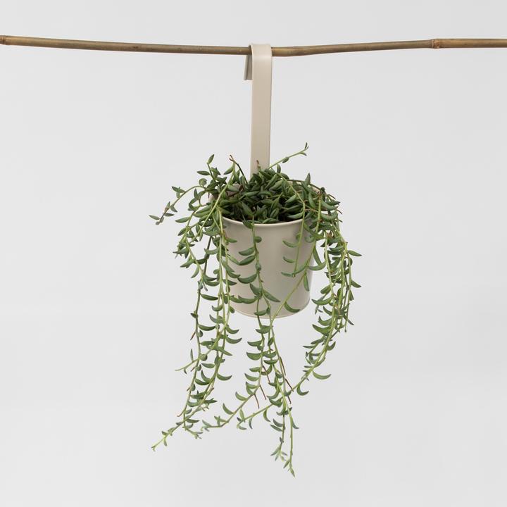 Produktbild Plant in a Box Senecio radicans - Bananasenecio (10 cm)